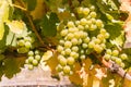 Ripe Pinot Gris grapes hanging on vine in vineyard at harvest time Royalty Free Stock Photo