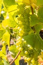 Ripe Pinot Gris grapes hanging on vine in vineyard at harvest time Royalty Free Stock Photo