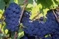 Ripe Pinot Noir Grapes