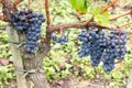 Ripe Pinot Noir grapes with autumnal vine leaves in bordeaux wine St Emilion Royalty Free Stock Photo