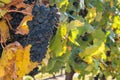 Ripe Pinot Noir grapes growing on vine in vineyard at harvest time Royalty Free Stock Photo