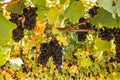 Ripe Pinot Noir grapes growing on vine in vineyard at harvest time Royalty Free Stock Photo