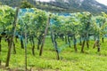 Ripe pinot noir grapes hanging on grapevines covered b a blue net Royalty Free Stock Photo