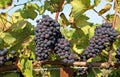 Ripe Pinot noir grapes hanging on vine Royalty Free Stock Photo