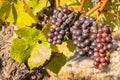 Ripe Pinot Noir grapes on vine in organic vineyard Royalty Free Stock Photo