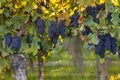 Ripe Pinot Noir grapes in vineyard at sunset Royalty Free Stock Photo