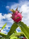 Close-up pitahaya fruit on the pitahaya tree