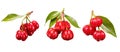 Ripe Pitanga fruit - Transparent PNG background collection set.