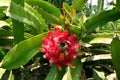 Ripe pitaya fruit