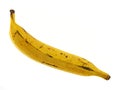 Ripe Plantain banana Royalty Free Stock Photo