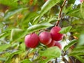 Ripe plum fruit on a branch Royalty Free Stock Photo