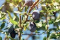 Ripe plum fruit on orchard tree Royalty Free Stock Photo