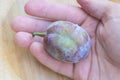 A ripe plum fruit resting in a human hand. The image highlights the natural texture and color of the plum Royalty Free Stock Photo