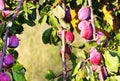 ripe plum fruits in branches