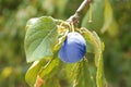 Ripe plum growing on tree in garden on sunny day, closeup Royalty Free Stock Photo
