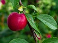 A ripe plum hangs amidst lush green leaves, showcasing natures bounty Royalty Free Stock Photo