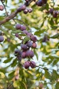 Ripe plum on the tree