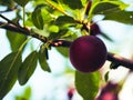 A ripe plum on a tree, surrounded by vibrant green leaves its an image of natural freshness and organic growth, perfect for Royalty Free Stock Photo