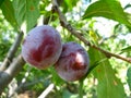 Ripe plums Royalty Free Stock Photo