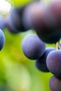 Ripe plums on branch closeup. Summer sunny day Royalty Free Stock Photo