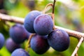 Ripe plums on branch closeup. Summer sunny day Royalty Free Stock Photo