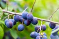 Ripe plums on branch closeup. Summer sunny day Royalty Free Stock Photo