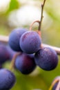 Ripe plums on a branch closeup. Summer sunny day Royalty Free Stock Photo