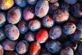 Ripe plums. Close up of fresh plums, top view. Macro photo food fruit plums. Texture background of fresh blue plums. Image fruit