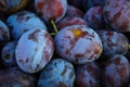 Ripe plums. Close up of fresh plums, top view. Macro photo food fruit plums. Texture background of fresh blue plums. Image fruit