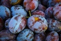 Ripe plums. Close up of fresh plums, top view. Macro photo food fruit plums. Texture background of fresh blue plums. Image fruit