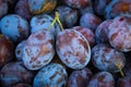 Ripe plums. Close up of fresh plums, top view. Macro photo food fruit plums. Texture background of fresh blue plums. Image fruit