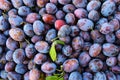 Ripe plums. Plums with a few leaves. Close up of fresh plums, top view. Macro photo food fruit plums. Texture background of fresh