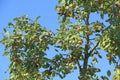 Ripe plums fruits on branches of tree. Fruits growing on plumtree in garden