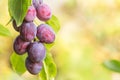 Plums on the tree branch, background with copy space