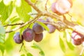 Ripe plums fruits on the tree branch in sunlight Royalty Free Stock Photo