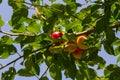 Ripe plums on green branches in the garden. A few fresh juicy round red plum berries with leaves on a tree branch under the soft Royalty Free Stock Photo