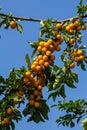 Ripe plums on green branches in the garden. A few fresh juicy round red plum berries with leaves on a tree branch under the soft Royalty Free Stock Photo