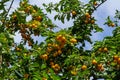 Ripe plums on green branches in the garden. A few fresh juicy round red plum berries with leaves on a tree branch under the soft Royalty Free Stock Photo