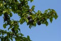 Ripe plums on green branches in the garden. A few fresh juicy round red plum berries with leaves on a tree branch under the soft