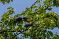 Ripe plums on green branches in the garden. A few fresh juicy round red plum berries with leaves on a tree branch under the soft Royalty Free Stock Photo