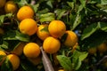 Ripe plums on green branches in the garden. A few fresh juicy round red plum berries with leaves on a tree branch under the soft Royalty Free Stock Photo