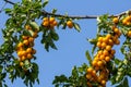 Ripe plums on green branches in the garden. A few fresh juicy round red plum berries with leaves on a tree branch under the soft Royalty Free Stock Photo