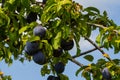 Ripe plums on green branches in the garden. A few fresh juicy round red plum berries with leaves on a tree branch under the soft Royalty Free Stock Photo