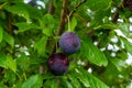 Ripe plums on green branches in the garden. A few fresh juicy round red plum berries with leaves on a tree branch under the soft Royalty Free Stock Photo