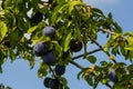 Ripe plums on green branches in the garden. A few fresh juicy round red plum berries with leaves on a tree branch under the soft Royalty Free Stock Photo