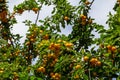 Ripe plums on green branches in the garden. A few fresh juicy round red plum berries with leaves on a tree branch under the soft Royalty Free Stock Photo