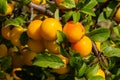 Ripe plums on green branches in the garden. A few fresh juicy round red plum berries with leaves on a tree branch under the soft Royalty Free Stock Photo