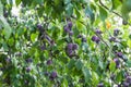 Ripe plums growing on tree in garden Royalty Free Stock Photo