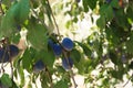 Ripe plums growing on tree in garden Royalty Free Stock Photo