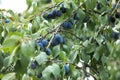 Ripe plums growing on tree in garden Royalty Free Stock Photo
